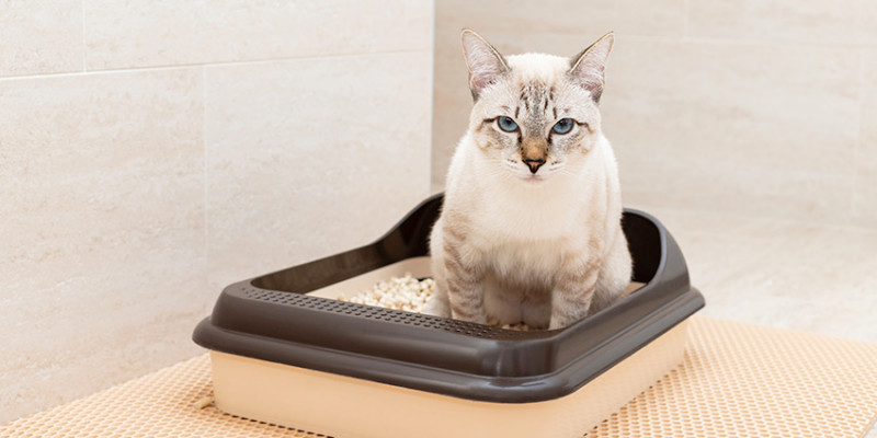 ¿Cuál es la mejor arena para gatos? Guía completa y comparativa